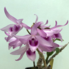 dendrobium anosmum